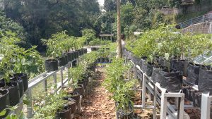 Tanaman budidaya cabai di lahan wedi kengser, Sabtu (24/01/2026). Foto oleh Okta/EKSPRESI.